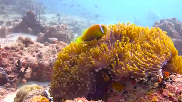 Symbiose Van Clownvissen Anemonen Fascinerend Duiken Voor Kust Van Malediven — Stockvideo