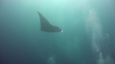 Manta vatozları. Maldivler takımadalarının açıklarında büyüleyici dalış..