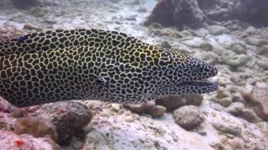 Moray yılan balıkları. Maldivler takımadalarının açıklarında büyüleyici dalış..