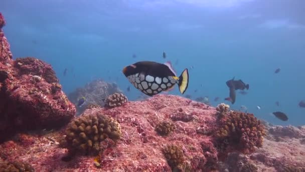 小丑触发鱼 让人着迷的是马尔代夫群岛沿岸的潜水活动 — 图库视频影像