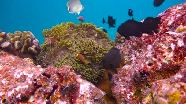 Symbiose Poisson Clown Des Anémones Plongée Fascinante Large Des Côtes Séquence Vidéo