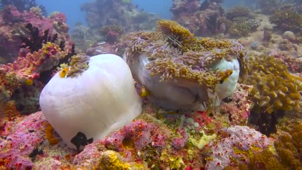 Simbiosis Peces Payaso Anémonas Fascinante Buceo Frente Costa Del Archipiélago — Vídeos de Stock