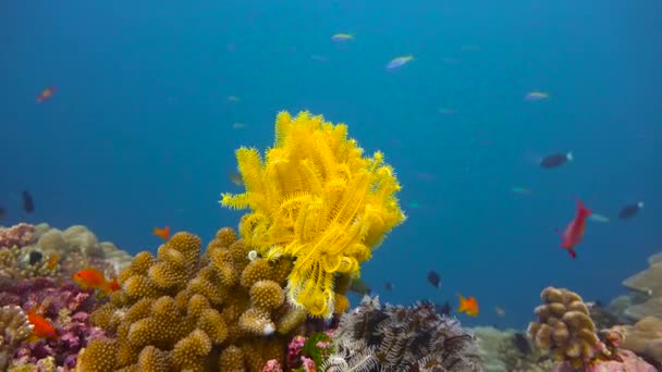 몰디브 제도의해 안에서 흥미진진 다이빙 — 비디오