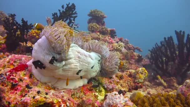 Symbioza Ryb Ukwiałów Klauna Fascynujące Nurkowanie Wybrzeży Archipelagu Malediwów — Wideo stockowe