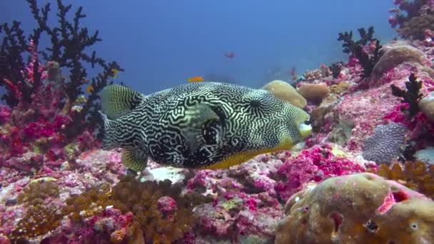 Arotronfisk Fascinerande Dykning Utanför Maldivernas Kust — Stockvideo