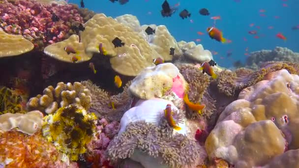 Symbiose Van Clownvissen Anemonen Fascinerend Duiken Voor Kust Van Malediven — Stockvideo