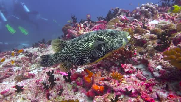 Риба Аротрон Захопливе Пірнання Біля Узбережжя Мальдівського Архіпелагу — стокове відео