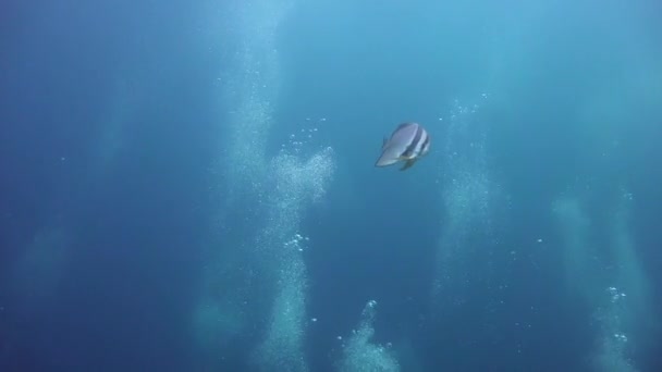 プラタズ フィッシュ モルディブ諸島の海岸での魅力的なダイビング — ストック動画