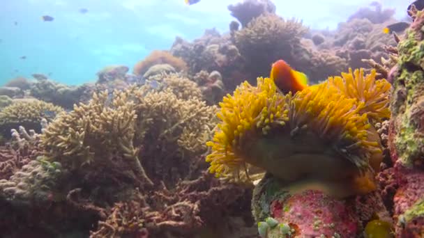 小丑鱼和海葵的共生 让人着迷的是马尔代夫群岛沿岸的潜水活动 — 图库视频影像