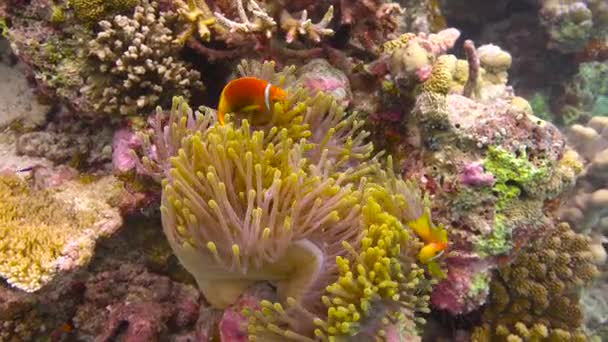 Simbiose Peixes Palhaços Anêmonas Mergulho Fascinante Largo Costa Arquipélago Das — Vídeo de Stock