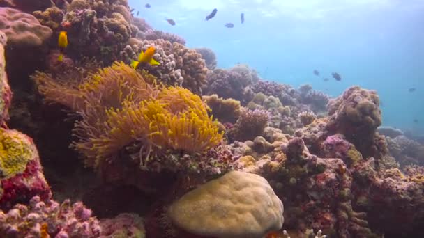 ピエロ魚とイソギンチャクの共生 モルディブ諸島の海岸での魅力的なダイビング — ストック動画