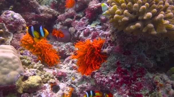 Симбиоз Рыбы Клоуна Анемонов Захватывающее Дайвинг Берегов Мальдивского Архипелага — стоковое видео