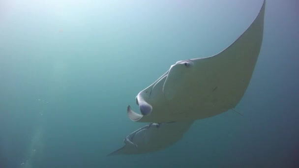 Rayos Manta Fascinante Buceo Frente Costa Del Archipiélago Las Maldivas — Vídeo de stock