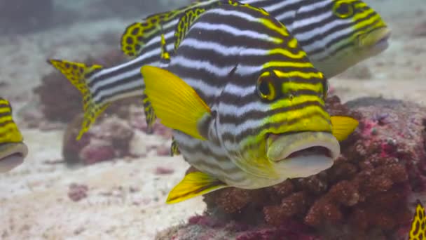 Plectorhinchus Vittatus Orientalisk Sötläpp Fascinerande Dykning Utanför Maldivernas Kust — Stockvideo