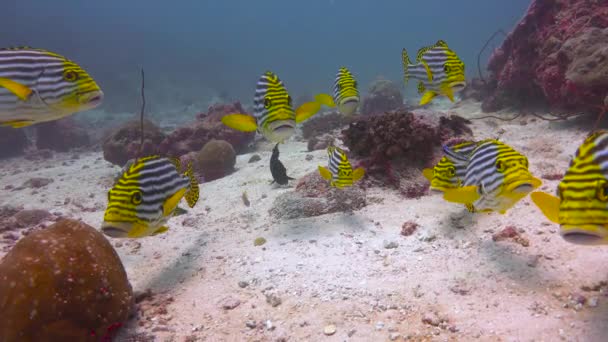 Plectorhinchus Vittatus Orientalisk Sötläpp Fascinerande Dykning Utanför Maldivernas Kust — Stockvideo