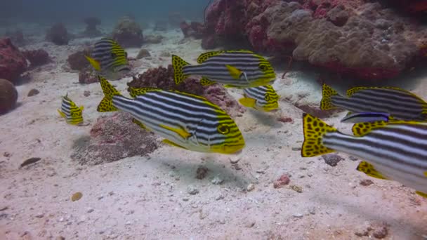 Plectorhinchus Vitatus オリエンタルスイートリップ モルディブ諸島の海岸での魅力的なダイビング — ストック動画