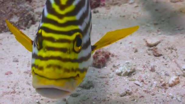 Plectorhinchus Vittatus Orientalna Słodka Warga Fascynujące Nurkowanie Wybrzeży Archipelagu Malediwów — Wideo stockowe