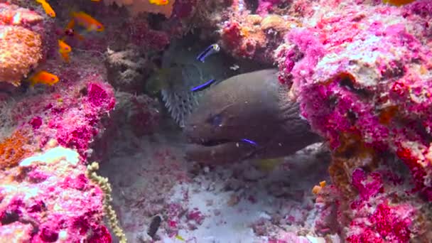 Moray Yılan Balığı Kirpi Balığı Aynı Yuvada Maldivler Takımadalarının Açıklarında — Stok video
