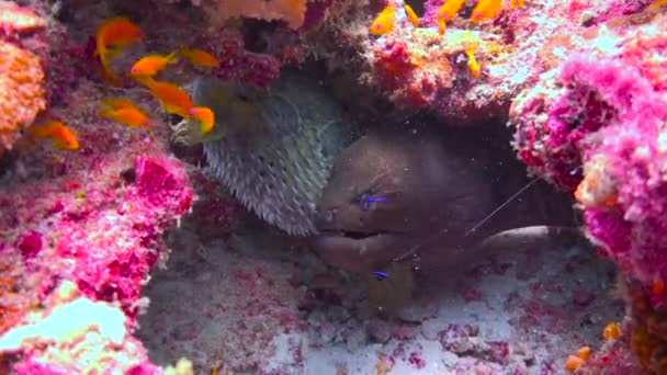 同じバロー内のMorayウナギとフグ モルディブ諸島の海岸での魅力的なダイビング — ストック動画