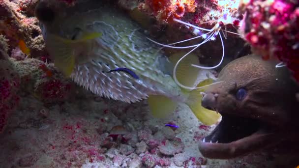 Moray Anguila Pez Globo Misma Madriguera Fascinante Buceo Frente Costa — Vídeos de Stock