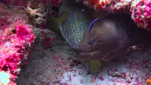 鳗鱼和河豚在同一个洞穴里 让人着迷的是马尔代夫群岛沿岸的潜水活动 — 图库视频影像