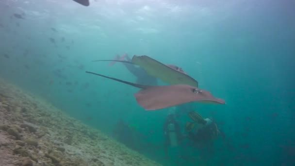 Mořské Paprsky Fascinující Potápění Pobřeží Souostroví Malediv — Stock video