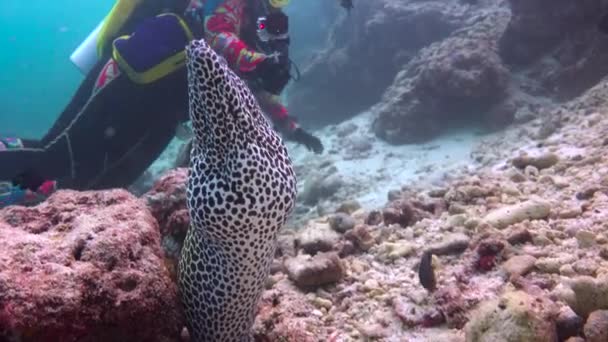 Węgorze Moray Fascynujące Nurkowanie Wybrzeży Archipelagu Malediwów — Wideo stockowe