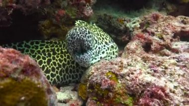 Moray yılan balıkları. Maldivler takımadalarının açıklarında büyüleyici dalış..