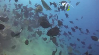 Balık sürüleri. Maldivler takımadalarının açıklarında büyüleyici dalış..