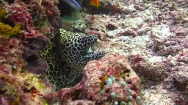 Moray yılan balıkları. Maldivler takımadalarının açıklarında büyüleyici dalış..