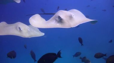 Deniz ışınları. Maldivler takımadalarının açıklarında büyüleyici dalış..