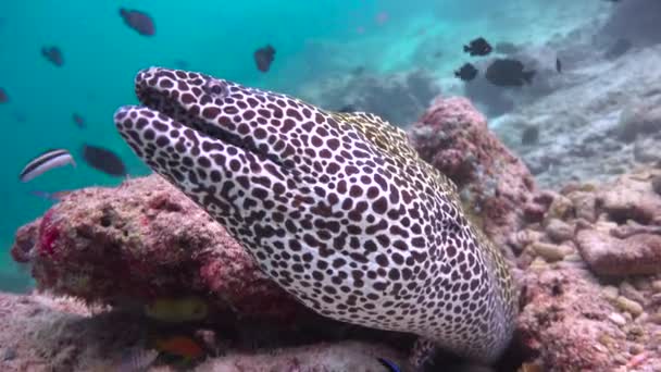 Anguille Murene Affascinanti Immersioni Largo Delle Coste Dell Arcipelago Delle — Video Stock