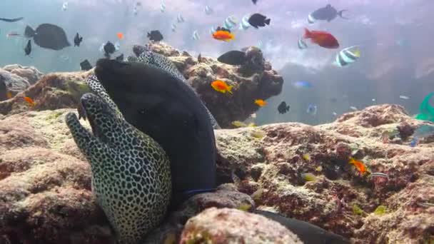 Anguille Murene Affascinanti Immersioni Largo Delle Coste Dell Arcipelago Delle — Video Stock