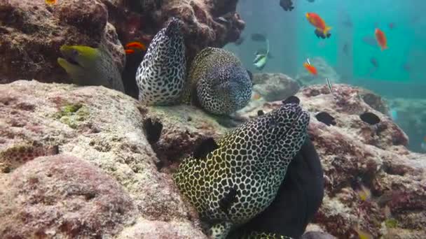 Moray Anguilas Fascinante Buceo Frente Costa Del Archipiélago Las Maldivas — Vídeo de stock