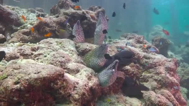Morayští Úhoři Fascinující Potápění Pobřeží Souostroví Malediv — Stock video