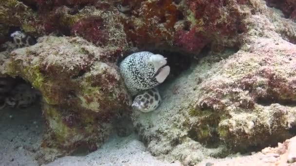 Moray Anguilas Fascinante Buceo Frente Costa Del Archipiélago Las Maldivas — Vídeos de Stock