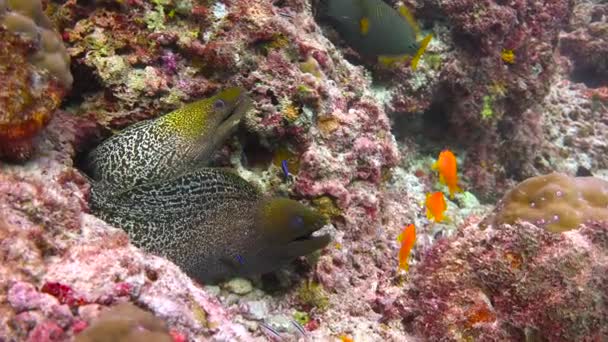 Moray Anguilas Fascinante Buceo Frente Costa Del Archipiélago Las Maldivas — Vídeos de Stock