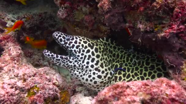 Moray Anguilas Fascinante Buceo Frente Costa Del Archipiélago Las Maldivas — Vídeos de Stock