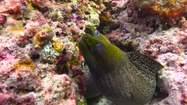 Moray Anguilas Fascinante Buceo Frente Costa Del Archipiélago Las Maldivas — Vídeos de Stock