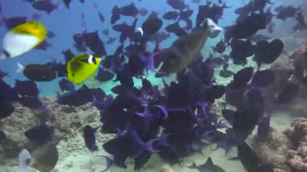 Scholen Vissen Fascinerend Duiken Voor Kust Van Malediven Archipel — Stockvideo