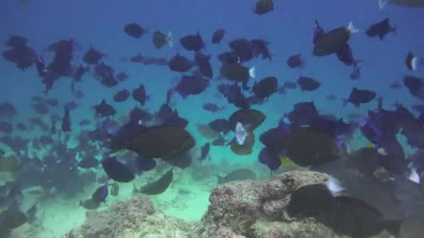 学校的鱼 让人着迷的是马尔代夫群岛沿岸的潜水活动 — 图库视频影像
