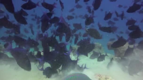 魚の群れ モルディブ諸島の海岸での魅力的なダイビング — ストック動画