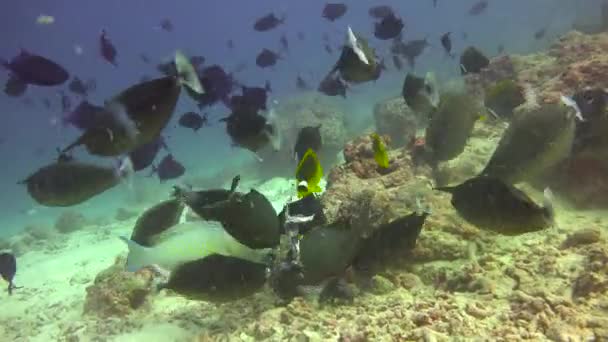 Стаи Рыб Захватывающее Дайвинг Берегов Мальдивского Архипелага — стоковое видео