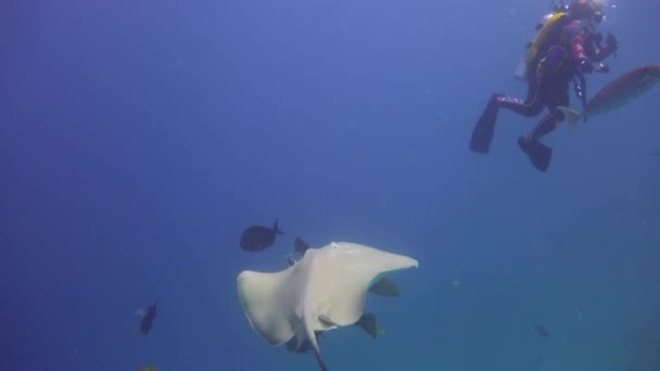 海の光線 モルディブ諸島の海岸での魅力的なダイビング — ストック動画