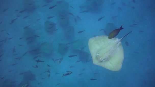 让人着迷的是马尔代夫群岛沿岸的潜水活动 — 图库视频影像