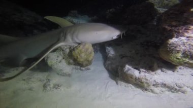 Maldivler takımadalarının açıklarında büyüleyici bir gece dalışı..