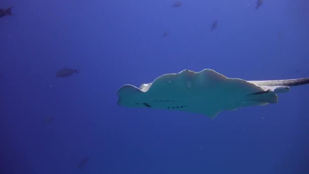 海の光線 モルディブ諸島の海岸での魅力的なダイビング — ストック動画