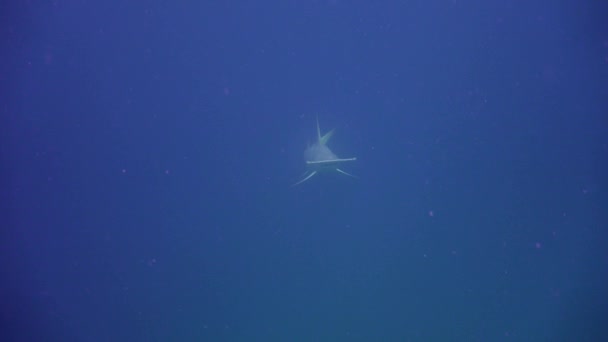 Žraločí Kladivo Fascinující Potápění Pobřeží Souostroví Malediv — Stock video