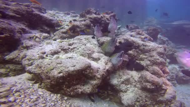 Moray鳗鱼让人着迷的是马尔代夫群岛沿岸的潜水活动 — 图库视频影像