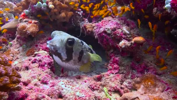 Moray Anguilla Pesce Palla Nella Stessa Tana Affascinanti Immersioni Largo — Video Stock